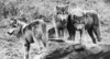 Wolfss