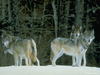 Wolfs