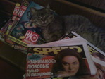 котэ цену себе знает)))