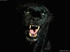 Black_09