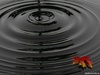 Black_20
