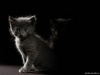 Black_06