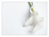White_06