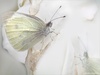 White_09