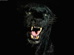 Black_09