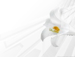 White_29