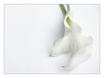 White_06