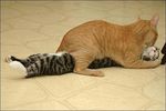 gallery_2204_3_21117