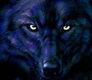 Black%20Wolf