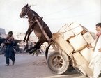 ослик ((