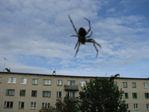 паук