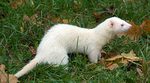 albino.jpg
