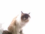 мой котяра любимый)