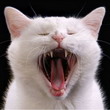 avatar_368