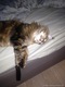 Котэ 2