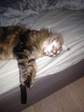 Котэ 2
