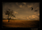 a_Solitary_Tree_