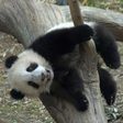 20_pandi_2[1]