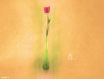 International_Womens_Day_Flower_for_my_love_005051_