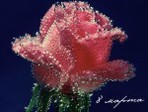 International_Women_Day__004054_