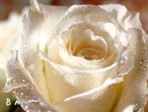 International_Women_Day__004051_