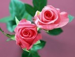 International_Womens_Day_Beautiful_flowers_on_March_8_014509_