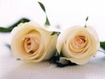 International_Womens_Day_White_roses_for_the_beloved_ladies_014497_