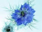 International_Womens_Day_Blue_flowers_for_my_beloved_014507_