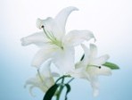 International_Womens_Day_Flowers_for_the_girl_on_March_8_014499_