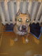 Pit bull314