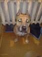 Pit bull314