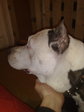 Pit bull318