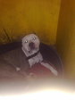 Pit bull310