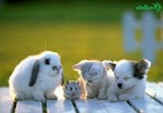 animals-groupshot98876