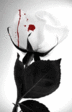 901611_1784e55d[1].gif