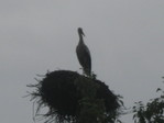 IMG_0387.JPG