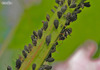 109185_2 copy