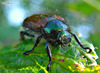 110013_2 copy
