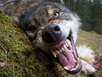 Волк