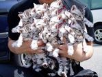 Букет котов