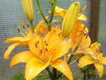 P1010047