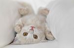 8702353_kiska