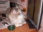 КОШКЕ!