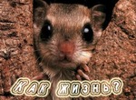 otkritka-privet_kak_dela_29