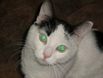 Одесские коты)