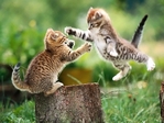 Catfight! 