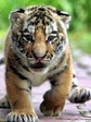 Tiger_3