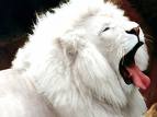 aslan