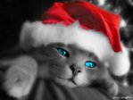 Котенок