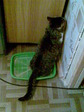 Мой котик застенчивый писает